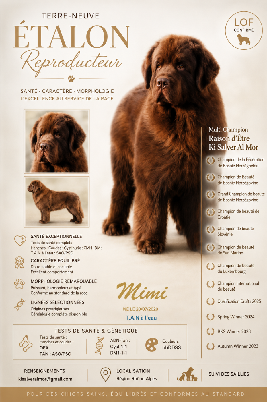 Ki Salver Al Mor - Multi Champion Raison d'Etre Ki Salver Al Mor disponible pour saillies.