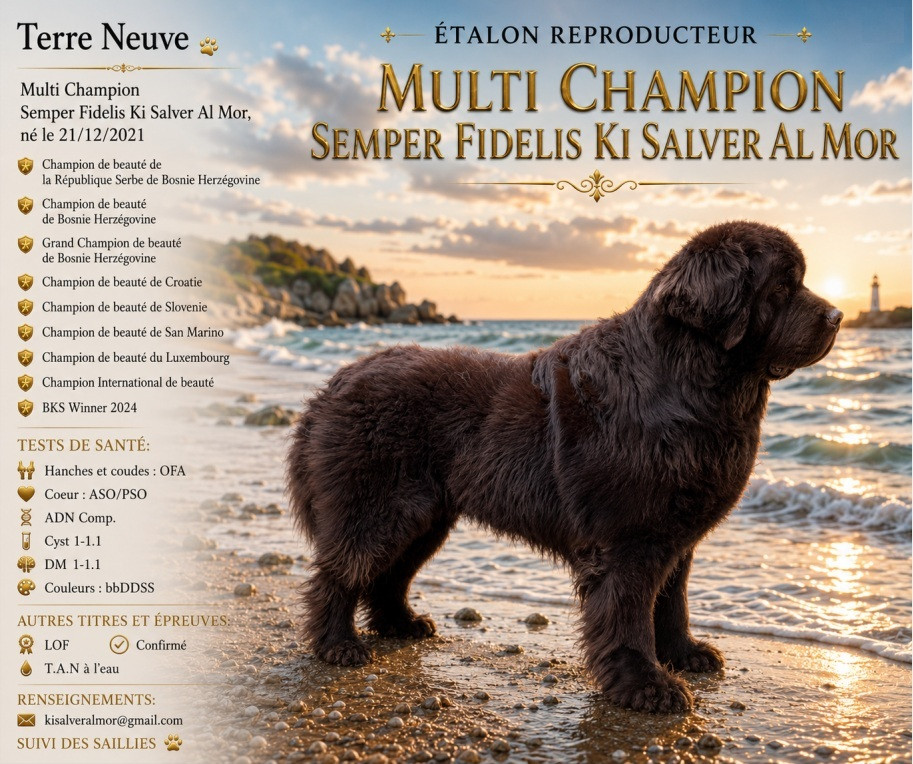 Ki Salver Al Mor - Multi Champion Semper Fidelis Ki Salver Al Mor disponible pour saillies.